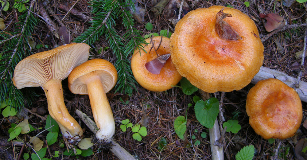 Svuotando l''archivio 2009...parte1